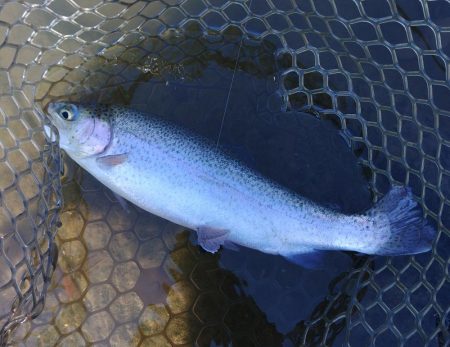 足で稼げ！ 大安トラウトレイク